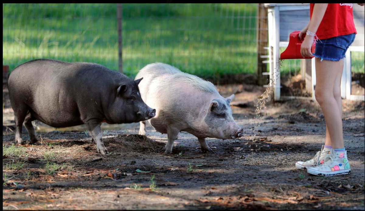 McClellanville school turns students into environmental stewards. The
