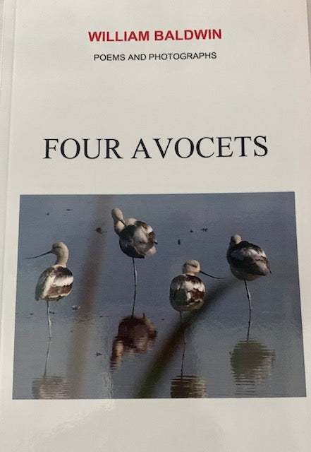 Four Avocets ~ William P. Baldwin