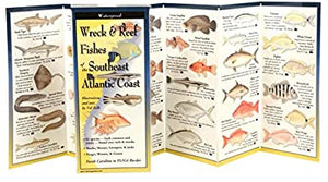 Wreck & Reef Fishes of the South Atlantic Coast ~ Vall Kells